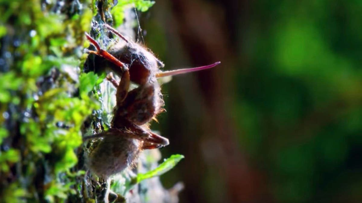Natur Dieser Zombie Pilz Steuert Insekten Und Lasst Sie Auf Grausame Weise Verenden
