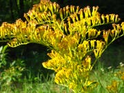 Solidago altissima - die Goldrute.