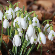 Für kommende Woche sagen die Wetterfrösche nochmals Kälte und allenfalls sogar Schnee voraus. Bevor der Winter aber zurückkommt, freuen wir uns an den überall spriessenden Frühlingsboten. Im Bild Schneeglöcklein im Park der Universität auf dem Rosenberg. (Leserbild: Jacqueline Kisling - 1. März 2019)