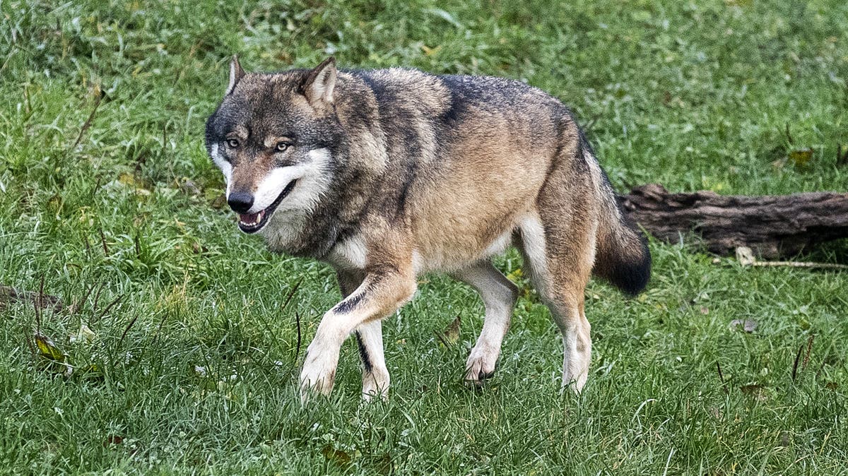 Pro & Contra: Der Wolf und die Schweiz? - Wer am Schluss ...