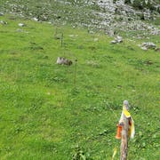 Die Weiden sind durch Zäune unterteilt. (Bild: Christof Hirtler)