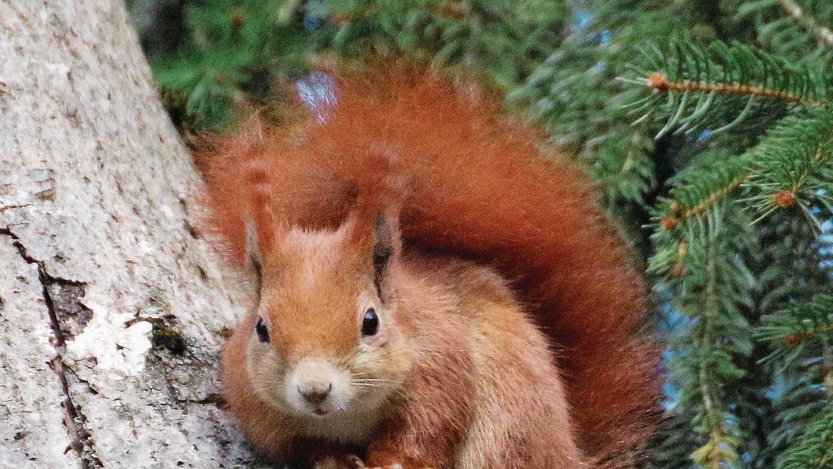 FAUNA Eichhörnchen, zeig deinen Pelz FAUNA Eichhörnchen, zeig deinen Pelz