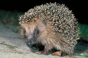 Die Welt ist für Igel nicht immer ein gemütlicher Ort. (Bild: PD)