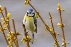 Eine Blaumeise im Frühling. (Bild: Franziska Hörler)