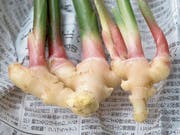 Frischer Ingwer hat in der Schweiz von September bis Dezember Saison. (Bild: StockFood)