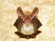 Ein Kennzeichen der nur rund 10 Gramm schweren Bechsteinfeldermaus sind riesige Ohren. (Bild: Getty)