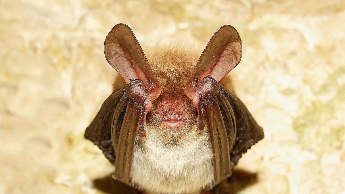 Kleines Tier Grosse Wirkung Fledermaus Stoppt Waldrodung St Galler Tagblatt