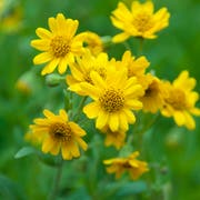 Kann bei Verletzungen helfen: die Arnica. (Bild: Getty)