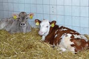 Die beiden Mastkälber, aufgenommen anlässlich der Winterfachtagung der St.Galler Kälbermäster, fühlen sich auf dem Stroh in ihrem Stall sichtlich wohl. (Bild: Adi Lippuner)