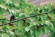Ein junger Hausrotschwanz plustert sich auf einem Ast des Kirschbaums im Garten des Naturmuseums. (Bild: Andreas Taverner)