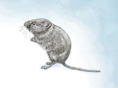 Sie ist eine wahre Kletterkünstlerin: Die Schneemaus lebt vorwiegend auf über 1000 Metern zwischen den Felsspalten oder unter der Erde. (Illustration: Oliver Marx)