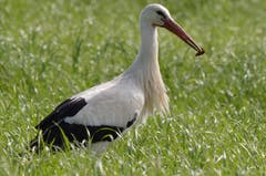 Guten Appetit! Störche essen natürlih nicht nur Frösche; auch Insekten, Schlangen und kleine Säugetiere stehen auf dem Ernährungsplan.