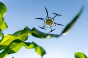 Eine Drohne mit Optikugeln über einem Maisfeld. In jeder Kugel befinden sich 1100 Schlupfwespen-Larven. (Bild: Daniel Blaser/agrarpiloten.ch)