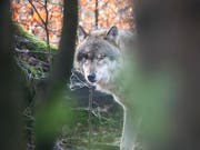 Ein Wolf im Wildpark Bruderhaus bei Winterthur. (Bild: Benjamin Manser)