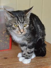 Kater Mischek wird zurzeit auf der Katzenstation Buchs betreut, bevor er an neue Besitzer vermittelt wird. (Bild: Miriam Cadosch)