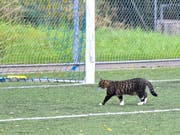 Auf dem Sportplatz Kellen in Tübach spielte sich eine Katze mühelos in den Rebsteiner Fünfmeterraum. (Bild: Remo Zollinger)
