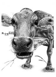 Für die Illustration «Kuh mit Ohrmarken» stand ein Herisauer Exemplar Modell. (Illustration: Lisa Scherer)