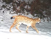17 erwachsene Luchse tappten vergangenen Winter in die Fotofallen von Kora. (Bild: PD)