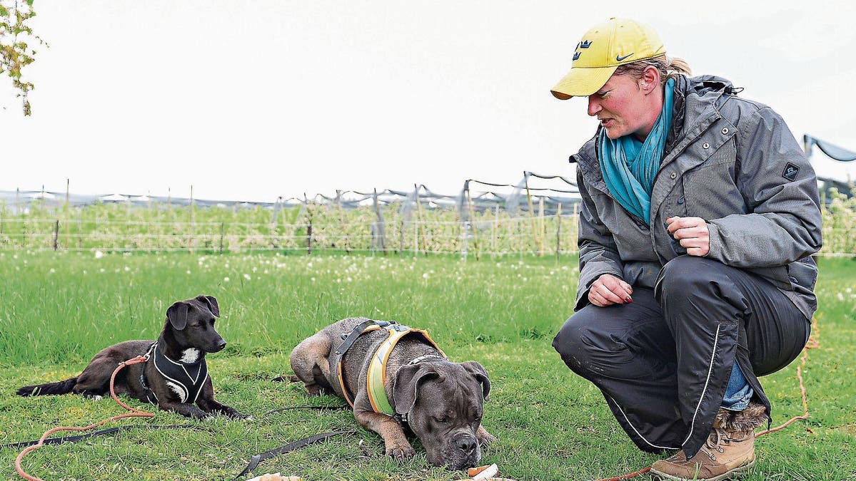 Training Nur Fressen Darf Er S Nicht St Galler Tagblatt