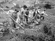 Ein Bild einer Reportage über Heim- und Verdingkinder der «Schweizer Illustrierten Zeitung». (Bild: Walter Studer/Keystone, Gürbetal, Bern, 1954)
