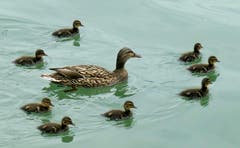 Entenfamilie. (Bild: Walter Buholzer, Carl Spitteler Quai, 27. Mai 2019)