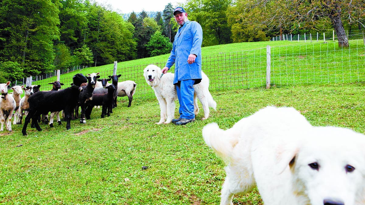 Tierwelt Herdenschutzhunde beissen immer häufiger Wanderer und Biker