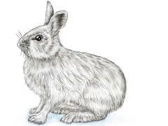 Im Vergleich zum Feldhasen fällt der Schneehase durch die kürzeren Ohren und die grösseren, dicht behaarten Pfoten auf, die wie eine Art Schneeschuhe sind. (Illustration: Oliver Marx)
