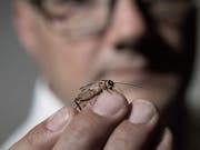 Die Entomos AG wollte sich auf die Zucht von Insekten wie Hausgrillen spezialisieren. (Bild: Pius Amrein (Grossdietwil, 3. August 2016)