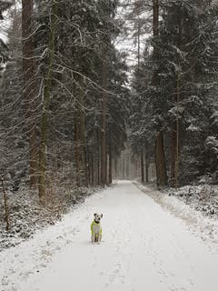 Unser Leser Andreas Helfenstein war mit seinem Hund auf einem Winterspaziergang durch den Eschenbergerwald in Winterthur. (Bild: Andreas Helfenstein (Winterthur, 5. Januar 2019))