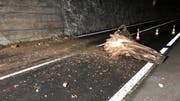 Der Baumstrunk riss Geröll mit sich, das zwei vorbeifahrende Autos beschädigte. (Bild: Kantonspolizei Schwyz)