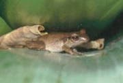 Ein Kubanischer Pfeiffrosch im St.Galler Tropenhaus (Bild: Botanischer Garten SG/PD)