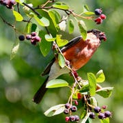 Leserbild. Klaus Stadler hat in St.Gallen einen Dompfaffen fotografiert. Der Vogel - auch als Gimpel bekannt - frisst gerade eine Felsenbirne. Deren Früchte können auch Menschen essen.