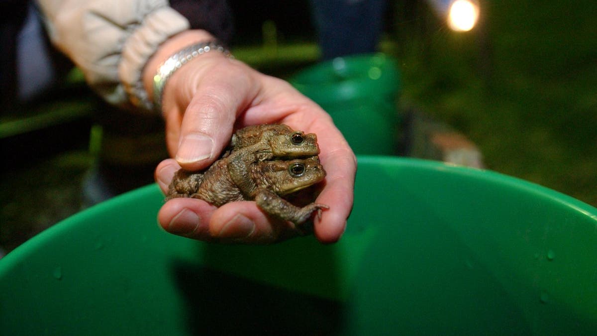 Ostschweiz Bei Froschwanderung Hilft Nur Tempo 30 St Galler blatt