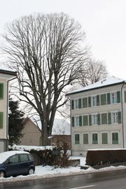 Die Blutbuche westlich der Liegenschaft Wilerstrasse 82 steht im Zugangsbereich des Planungsgebiets und soll gefällt werden. Die ebenfalls unter Schutz stehende Linde wird in die Freiraumplanung integriert. (Bild: Andrea Häusler)