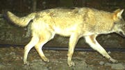 Bereits im April 2016 war in Seelisberg ein Wolf in eine Fotofalle getappt. (Bild: Amt für Forst und Jagd Uri, 2016)