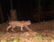 Ein Luchs im Gebiet Marbach. Anhand ihres individuellen Fells können die Tiere eindeutig bestimmt werden. (Bild: Daniel Schmid/Abteilung Natur, Jagd und Fischerei Kanton Luzern/Kora (23. Dezember 2015))