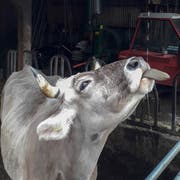 Aufgrund des aktuellen Überangebots an Kuhfleisch bleibt einigen Tieren die Schlachtbank zumindest vorläufig erspart. (Bild: APZ)