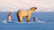 Eine Eisbären-Mutter mit zwei Jungen. Den Tieren schmilzt aufgrund der Klimaerwärmung der Lebensraum richtiggehend unter den Pfoten weg. (Bild: NDR-Pressefoto - 11. Februar 2019)