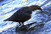 Leserbild. Leserin Ingrid Zürcher fotografierte die Wasseramsel an der Sitter. Der Vogel mit dem auffällig weissen Lätzchen fühlt sich in Fliessgewässern wohl. Dort taucht er nach Larven und anderen Kleinlebewesen, von denen er sich ernährt. Wasseramseln können regelmässig an Bächen und Flüsschen auf Stadtgebiet beobachtet werden. (Bild: Ingrid Zürcher)