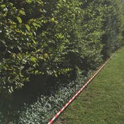 Die gepflegte Seite der Hecke. (Bild: Urs Brüschweiler)