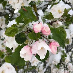 Apfelblüten im Schnee. (Leserbild: Carsten Dieckmann - Bühler AR, 5. Mai 2019)