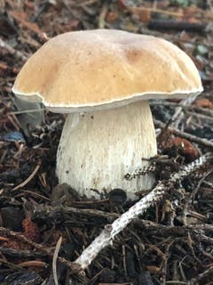Und noch ein herrlicher Steinpilz, diesmal mitten im Wald im Appenzellerland. (Leserbild: Marianne Ouwerkerk - 26. August 2018)