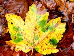 Ein buntes Herbstblatt. (Bild: Adi Mattli, 3. November 2019)