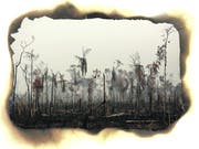 Tausende von riesigen Feuern zerstören den Regenwald im Amazonasgebiet, so beispielsweise im brasilianischen Boca do Acre. (Bilder: Reuters, Shutterstock/Montage: bgs)