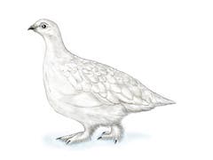 Das Alpenschneehuhn trägt nur im Winter ein weisses Federkleid. Auch die gefiederten Füsse des Vogels sind bestens an ein Leben in Eis und Schnee angepasst. (Illustration: Oliver Marx)