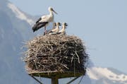 Kindersegen im Storchenhorst. (Bild: Jessica Nigg)