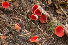 Pilze kommen in allen möglichen Formen und Farben daher: Scharlachrote Kelchbecherlinge im alten Sandsteinbruch bei Lutzenberg. (Leserbild: Daniel Widmer - 4. April 2017)
