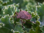 Die marmorierte Baumwanze ist ein aus China eingeschleppter Schädling, der im Thurgau hauptsächlich Birnen befallen hat. Beschädigtes Obst verholzt und kann nicht gebraucht werden. (Bild: Wolfgang Reisser)
