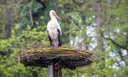 Ein Storch bezieht sein Nest in Sulgen. (Bild: Andrea Stalder, 26. April 2017)