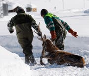 Auch Hirsche haben den Winter in Uri nicht überlebt. (Symbolbild: Arno Balzarini/Keystone)
